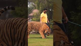 Big Tiger Walks In Chain | Nouman Hassan