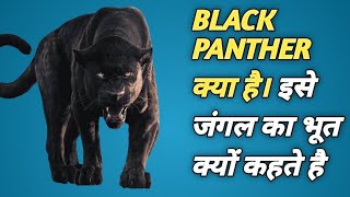 BLACK PANTHER क्या है।इसे जंगलका भूत क्यों कहते है#shorts#blackpanther#leopard #viralshorts#tranding