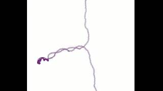 DNA plectoneme formation (detailed view)