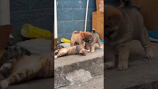 Dog and cat best video by cat lovers video #song #catblogger #catperson #catman #lovelycat #catworld