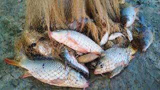 Huge Cast Net Fishing | Traditional Cast Net Fishing In Pond | Nice Fishing Video