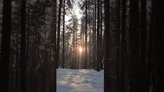 The Sun Peeking Through the Trees on a Snowy Day | True Nature