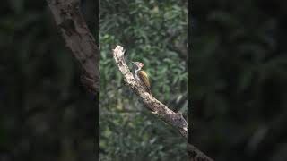 What to do...??? #woodpecker #woodpeckerbird #birds #birdsvideo