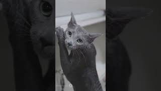 Sphynx Cats: Unveiling the Hairless Wonders #animals #shorts #animalfacts #fyp