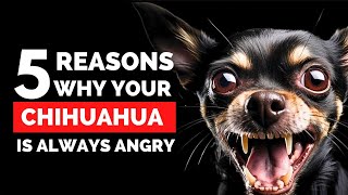 5 Reasons Why Chihuahuas Are So Angry All the Time