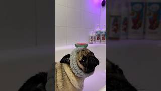 Даже я так не моюсь 🤣 #далматин #собака #мопс #pug #dalmatiandog #puppy #mops #юмор