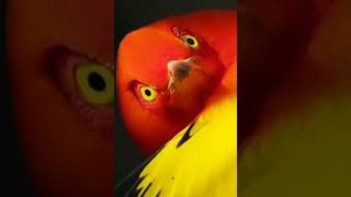 Red Bird awesome dance