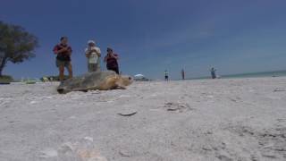 Loggerhead Sea Turtle Release