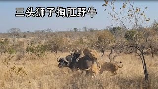 三头母狮狩猎野牛，野牛被多次营救却不愿逃走，最终被狮群掏肛