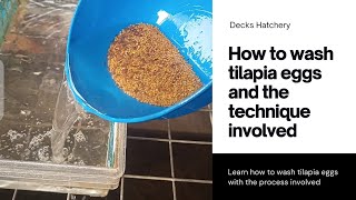 Tilapia Broodstocks Management(Episode 6) ;Washing Tilapia Eggs