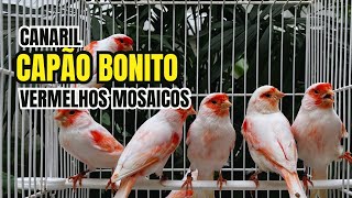 Canaril CAPÃO BONITO e seus canários VERMELHOS MOSAICOS