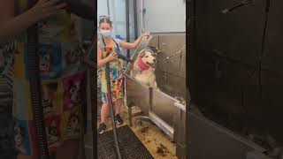 bathing dogs #husky #shorts #shortsyoutube