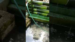 filter kolam ikan dari replika bambu muda