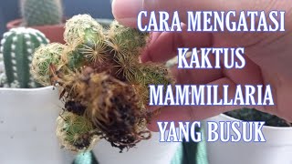 CARA MENGATASI KAKTUS MAMMILLARIA ELONGATA YANG BUSUK