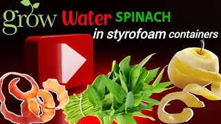 Method of growing water spinach in styrofoam containers with apple  peels- harvesting water spinach