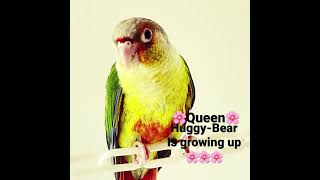 🌸Queen her majesty beautiful 🌸Huggy-Bear is growing up more beautiful every day🌸