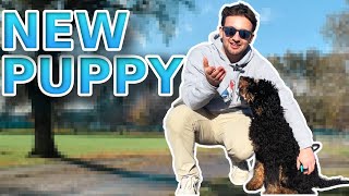 How to Train Puppy | Professional Dog Training