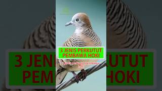 3 Jenis Perkutut Pembawa Hoki #shorts #perkutut #katuranggan #burungperkutut #burung #disentraburung