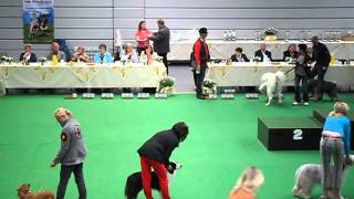 Kuvasz Dog Show Lingen 2012