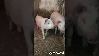 Паровка 🐖 для новичков 18+