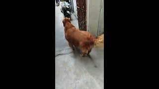 Golden retriever playing with black pomeranian