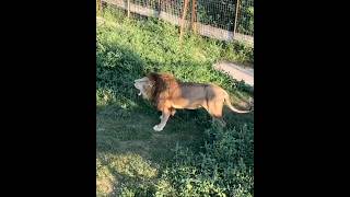 Этот рёв разбудит любого! #shorts #animals #taigan #lions #тайган #рёв льва