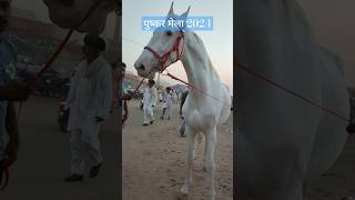 पुष्कर मेला 2024 #dance #music #newsong #rajasthan #dj #horse