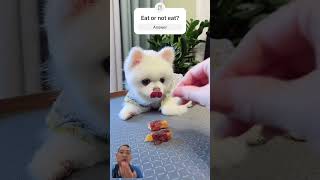 Dog’s Hilarious Food Snatch! Will He Let the Owner Win? 🐶🍕 #dog #shorts #funny