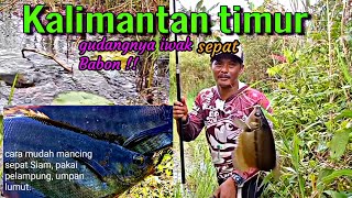 CARA MUDAH MANCING SEPAT SIAM PAKAI PELAMPUNG UMPAN LUMUT