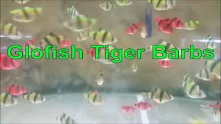 Glofish tiger barb care guide - how to tell Glofish tiger barb gender, tank mates, feeding, breeding