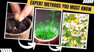 How to Grow Chamomile From Seed (Amazing Tricks)