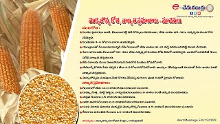 మొక్కజొన్నకోత , నాణ్యత  ప్రమాణాల - సూచనలు Maize -Quality Harvest- Suggestions  II PJTSAU II