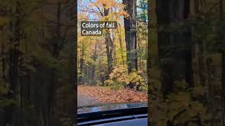 Fall colors in Canada #ytshorts #canada #canadalife