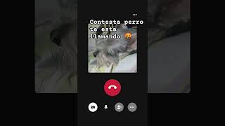 Contesta contesta perro te está llamando