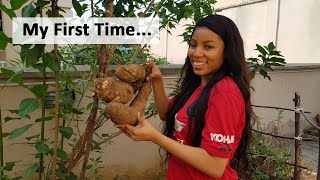 I HARVESTED YAM FOR THE FIRST TIME | HAVE YOU EATEN THIS FOOD BEFORE? | VLOGMAS | TOLU NAZZAL