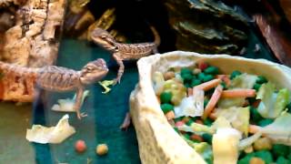 Bearded dragons eating crickets