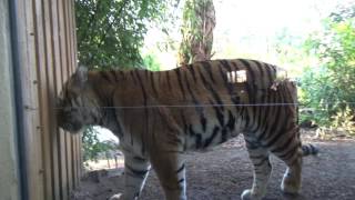 Der Tiger- Zoo Münster