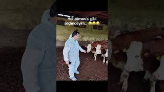 İnek peşinde 🐄 🐄 🐄