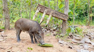 Best Quick Powerful Wild Pig Trap Make ByBig Sick pieces &Small Woods #shortvideo #WildboarTrapping