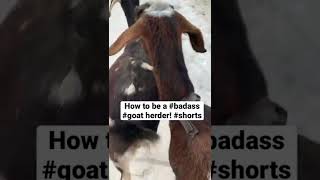 Grain bucket for the win! Teach any #goat to walk right beside you! #shorts #goats #farm