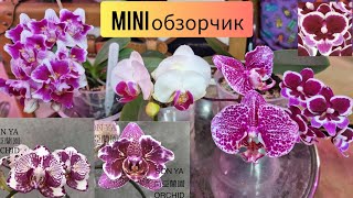 О святая Мадонна!! Бабка, пелор или мутант. Дети от SON-YA #orchid #peloric #пелорик #орхидея