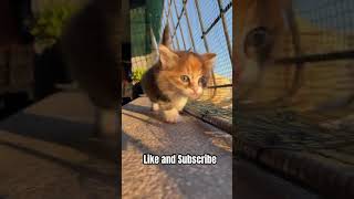 Most hilarious CATS that will make you LAUGH! Best CAT VIDEOS 2024