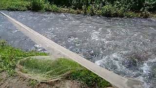 A boy throws a fishing net on a flooded stream