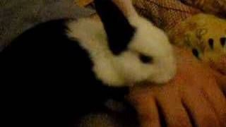 licking rabbit