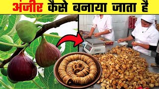 अंजीर कैसे बनती हैं | Anjeer Kaise Banti Hain | Figs Making Process | Dry Froot Making Process