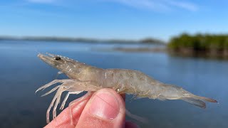 Fishing Live Shrimp for *NONSTOP ACTION* | Trout and Redfish | FloridaMan Fishing