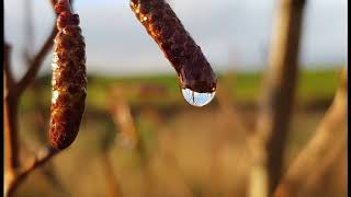 LEAF Tree Facts - Alder