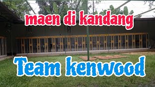 maen ke kandang team kenwood