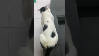 Play with white cats | Bermain dengan kucing Puteh | #shorts #cat #kucing