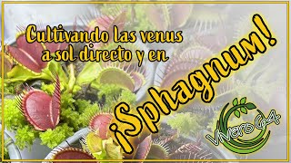 ¡Cultivando dionaeas en sphagnum vivo!